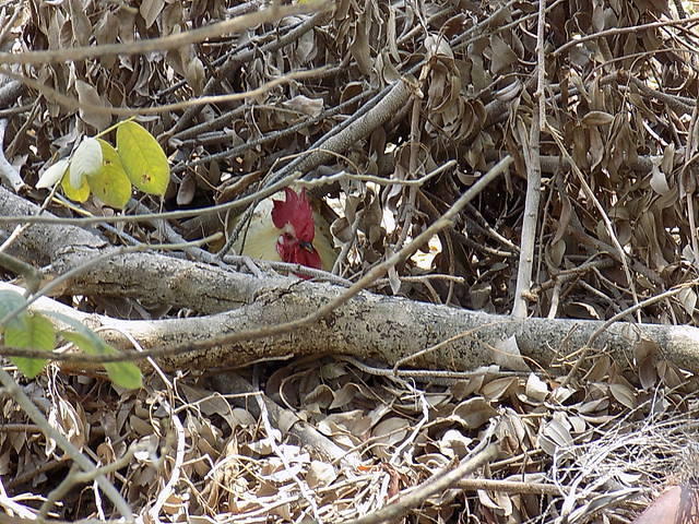 Key West 04-21-2016 (61)