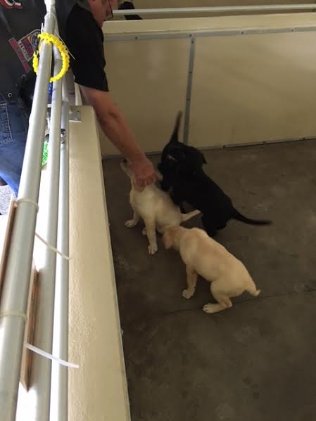 Mark - Southeastern Guide Dogs - 08-27-2016 (11)