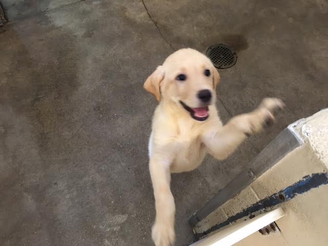 Mark - Southeastern Guide Dogs - 08-27-2016 (15)