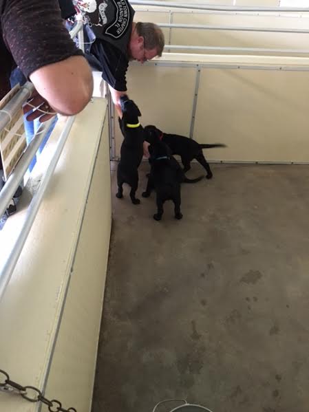 Mark - Southeastern Guide Dogs - 08-27-2016 (6)