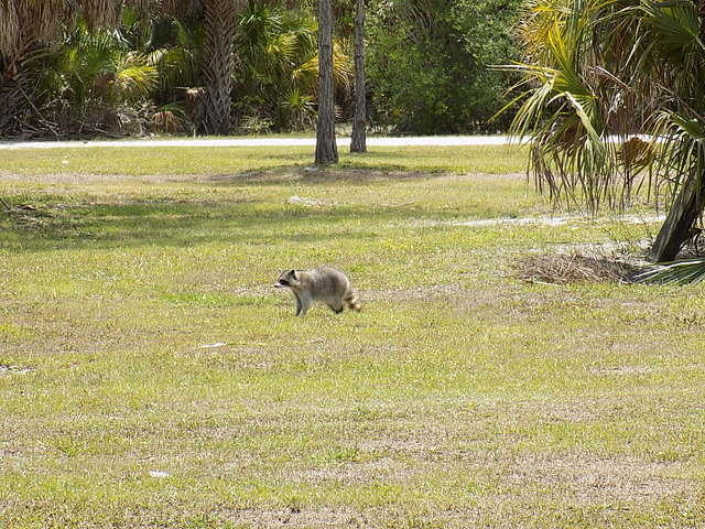 Edi - Chapter Picnic 05-20-2017 (43)