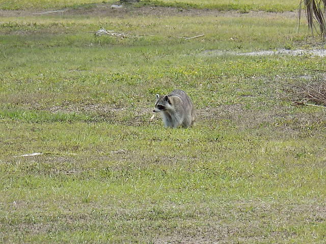 Edi - Chapter Picnic 05-20-2017 (44)