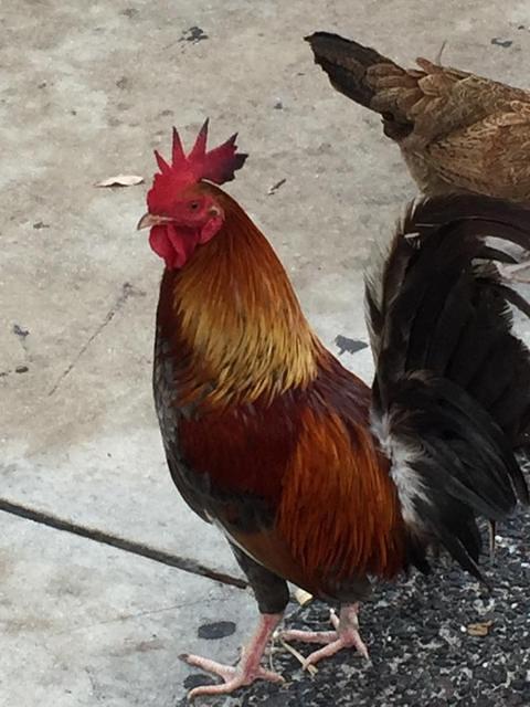 Rosemary - Key West 05-04-2017 (19)