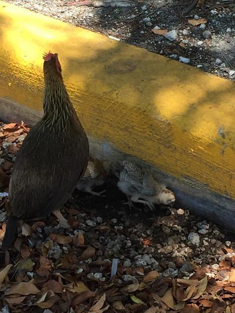 Rosemary - Key West 05-04-2017 (23)