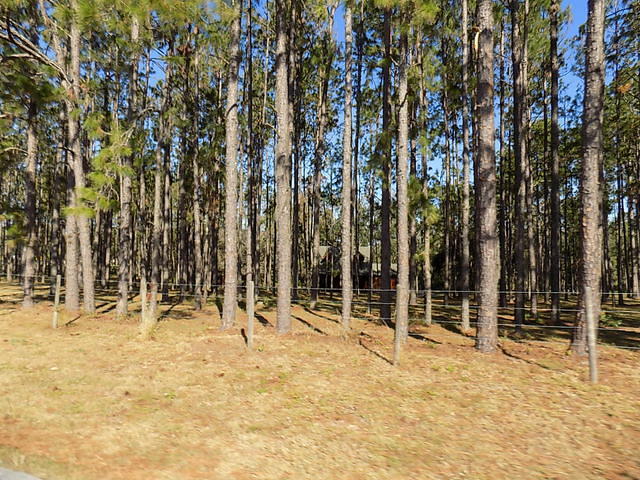 Edi - Cedar Key 2017-11-17 (30)