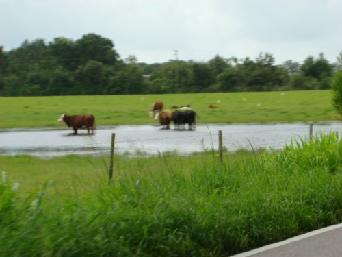 aan