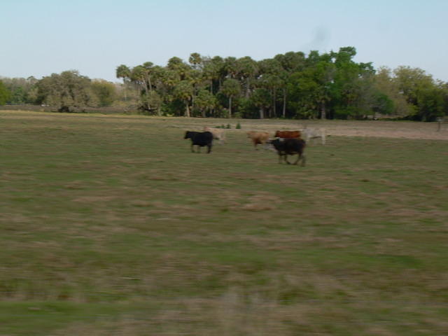 aas