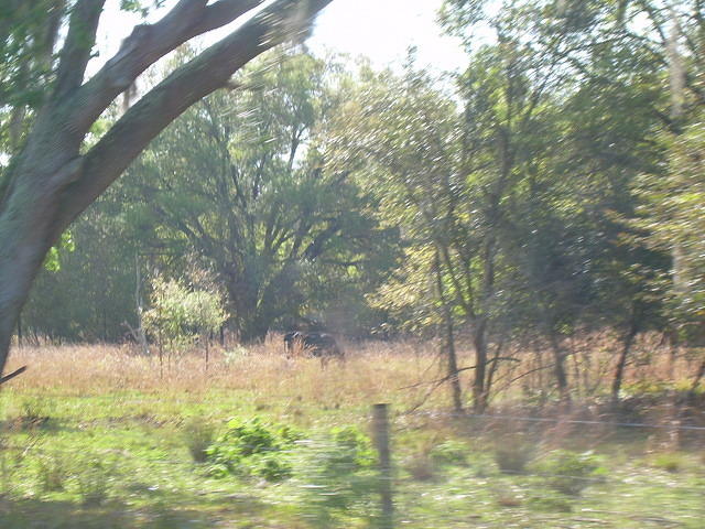 afn