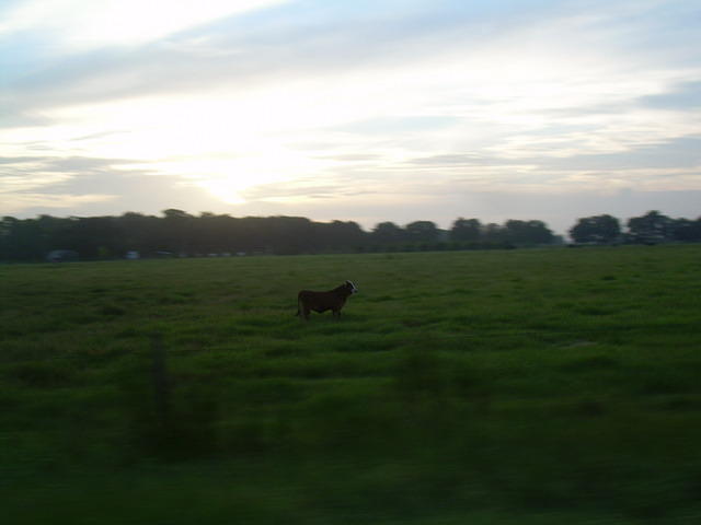 aac