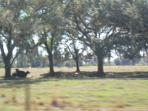 aba