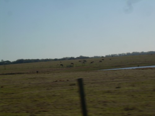 aac
