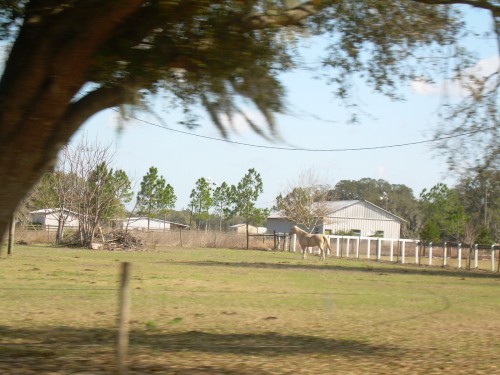 aae