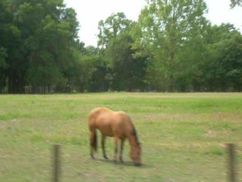 aan