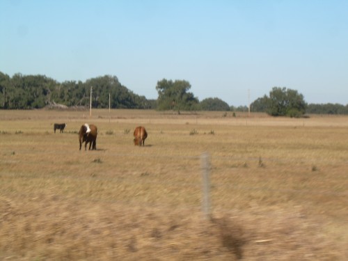 aan