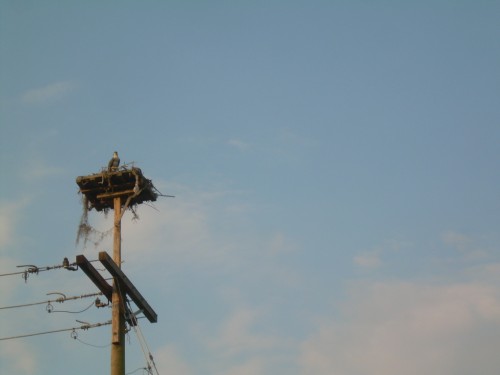 aag