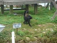 Monkey Island - Homosassa 12-07-2014