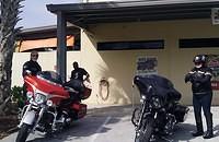 WildWings
