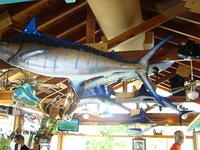 Billy's Stone Crab & Lobster 06-21-2014 (96)