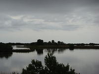 Cedar Key 11-21-2015 es (26)