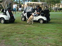 Paws for Patriots 10-12-2015 (64)