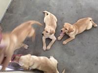 Mark - Southeastern Guide Dogs - 08-27-2016 (10)