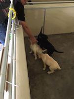 Mark - Southeastern Guide Dogs - 08-27-2016 (11)