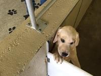 Mark - Southeastern Guide Dogs - 08-27-2016 (12)
