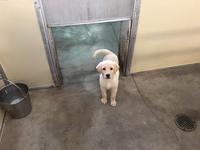 Mark - Southeastern Guide Dogs - 08-27-2016 (14)