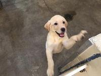 Mark - Southeastern Guide Dogs - 08-27-2016 (15)