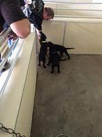 Mark - Southeastern Guide Dogs - 08-27-2016 (6)
