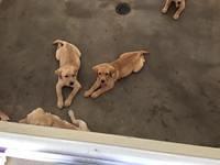 Mark - Southeastern Guide Dogs - 08-27-2016 (7)
