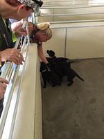 Mark - Southeastern Guide Dogs - 08-27-2016 (9)