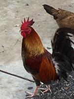 Rosemary - Key West 05-04-2017 (19)