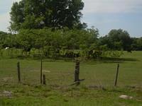 abi