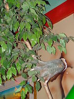 acp