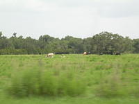 aco