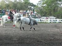 aco